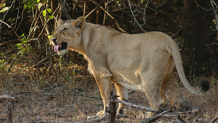 L&ouml;win im Sasan Gir Nationalpark - Gujarat - Flora und Fauna