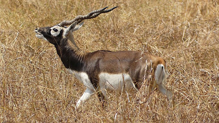 Hirschziegenantilope - Gujarat - Flora und Fauna