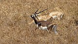 Hirschziegenantilopen - Gujarat - Flora und Fauna