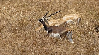 Hirschziegenantilopen - Gujarat - Flora und Fauna