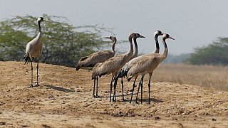 Graukraniche im Velavadar NP - Gujarat - Flora und Fauna