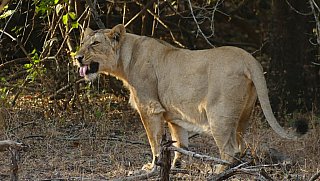 L&ouml;win im Gir Nationalpark - Gujarat - Flora und Fauna