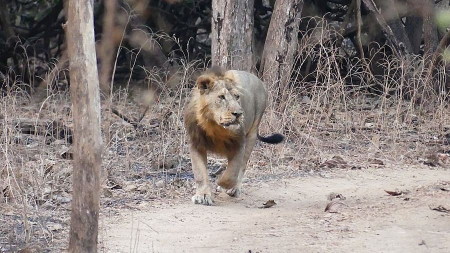 L&ouml;we auf morgentlichem Gang - Gujarat - Flora und Fauna