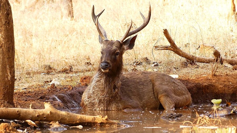 Sambar-Hirsch im Gir Nationalpark - Gujarat - Flora und Fauna