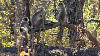 Languren-Affen im Gir Nationalpark - Gujarat - Flora und Fauna