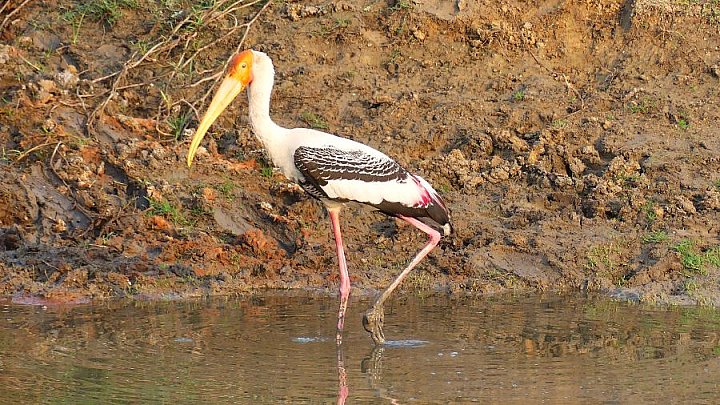 Buntstorch am Nal Sarovar See - Gujarat - Flora und Fauna