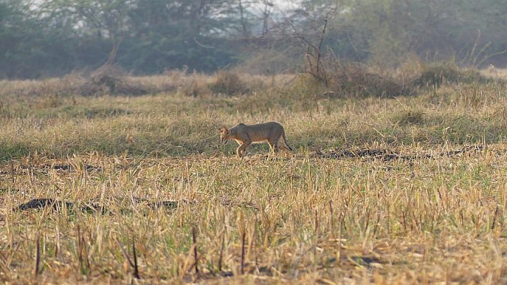 Dschungelkatze nahe Nal Sarovar See - Gujarat - Flora und Fauna