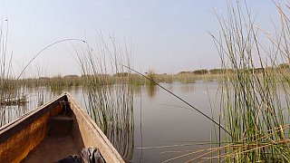 Bootstour auf dem Vadla See - Gujarat - Flora und Fauna