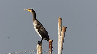 Junger Kormoran - Gujarat - Flora und Fauna