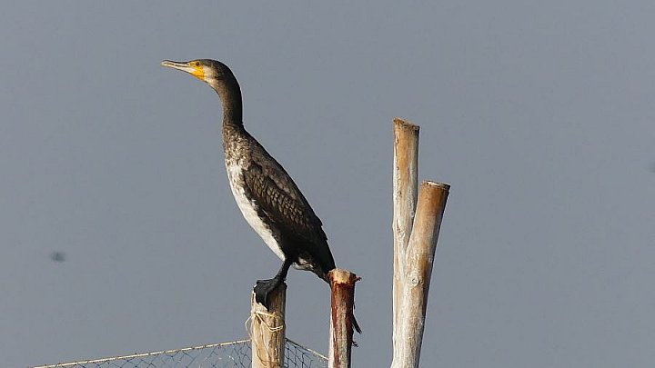 Junger Kormoran - Gujarat - Flora und Fauna