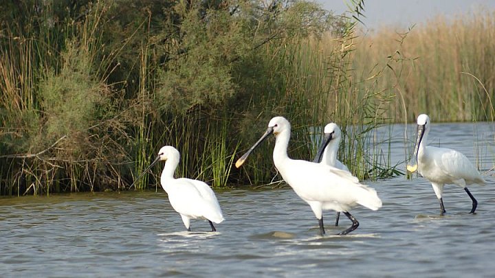 L&ouml;ffler - Spoon Bill - Gujarat - Flora und Fauna