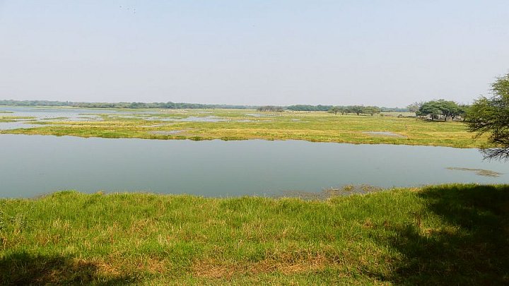 Thol Lake Vogelschutzgebiet - Gujarat - Flora und Fauna