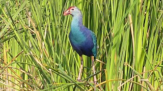 Graukopf-Purpurhuhn - Gujarat - Flora und Fauna