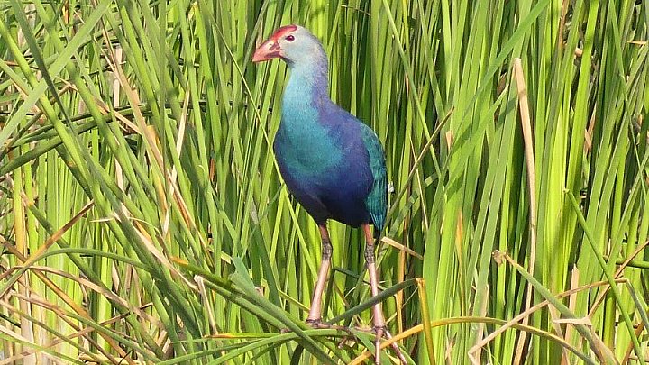 Graukopf-Purpurhuhn - Gujarat - Flora und Fauna