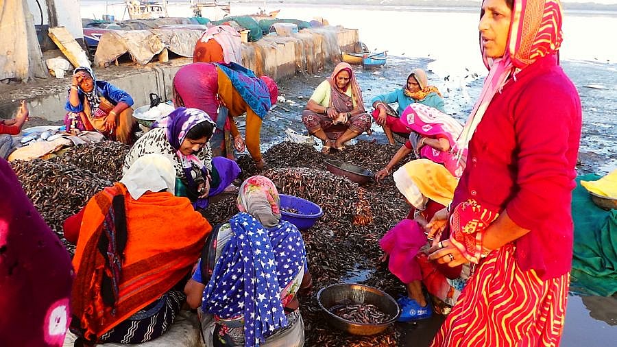 Sortierarbeiten auf dem Fischmarkt - Gujarat - Land und Leute