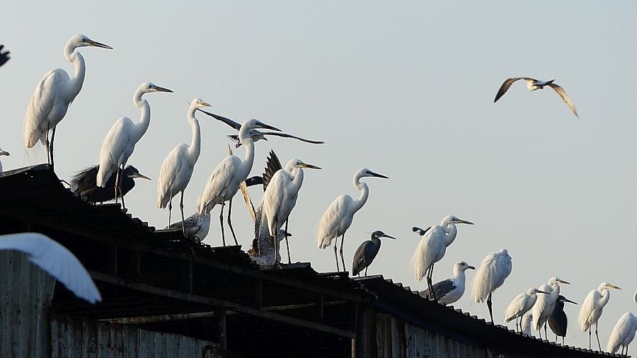 Reiher auf dem Fischmarkt in Vanabarka - Gujarat - Flora und Fauna