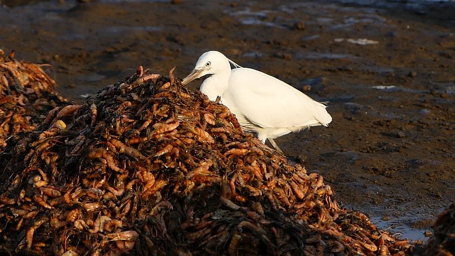 Reiher auf dem Fischmarkt von Vanabara - Gujarat - Flora und Fauna