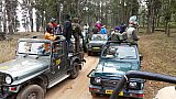 Safari-Jeeps im Bandhabgarh Nationalpark  - Madhya-Pradesh: Land und Leute