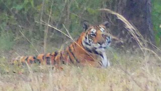 Tigerin im Kanha Natinoalpark - Fauna in Indien