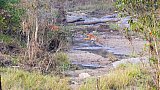 Tiger im Kanha Nationalpark im Sprung - Fauna in Indien