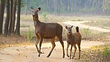 Samba Deer mit Kitz im Kanha Nationalpark - Fauna in Indien