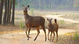 Samba Deer mit Kitz im Kanha Nationalpark - Fauna in Indien