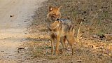 Schakal im Kanha Nationalpark - Fauna in Indien