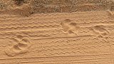Tigerspuren im Sand - Fauna in Indien