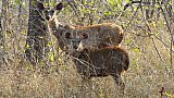 Zwei Antilopen im Gras - Fauna in Indien
