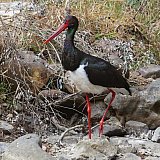 Stolzierender Storch - Fauna in Indien