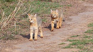 Dschungelkatzen auf Morgenpirsch - Fauna in Indien