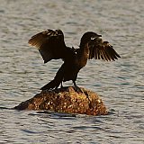 Kormoran am Fluss - Fauna in Indien