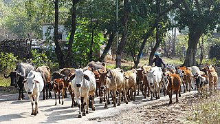 K&uuml;he auf Indiens Stra&szlig;en - Streetlife in Indien