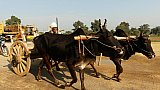 Ochsenkarren auf Indiens Stra&szlig;en - Streetlife in Indien