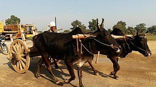 Ochsenkarren auf Indiens Stra&szlig;en - Streetlife in Indien