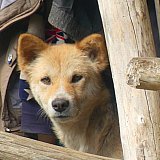 Neugierige Hundeblicke - Indien - Nordosten - Land und Leute