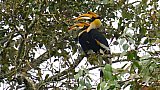 Hornbill in Nordostindien - Fauna in Indien