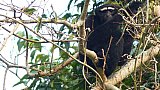 Gibbon in Nordostindien - Fauna in Indien