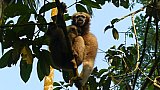 Hoolock-Gibbons im Dibru Saikhowa Nationalpark - Fauna in Indien