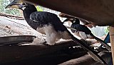 Hornbills im Dibru Saikhowa Nationalpark - Fauna in Indien
