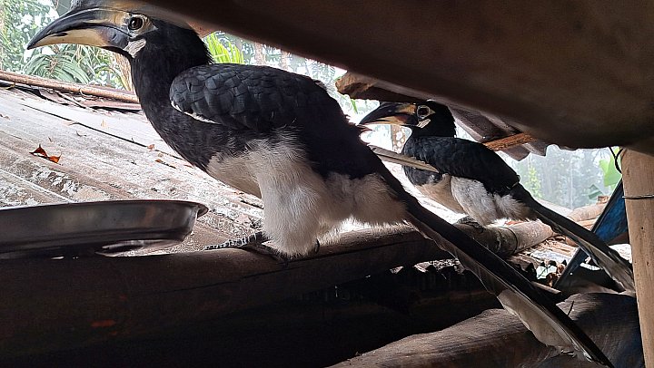 Hornbills im Dibru Saikhowa Nationalpark - Fauna in Indien