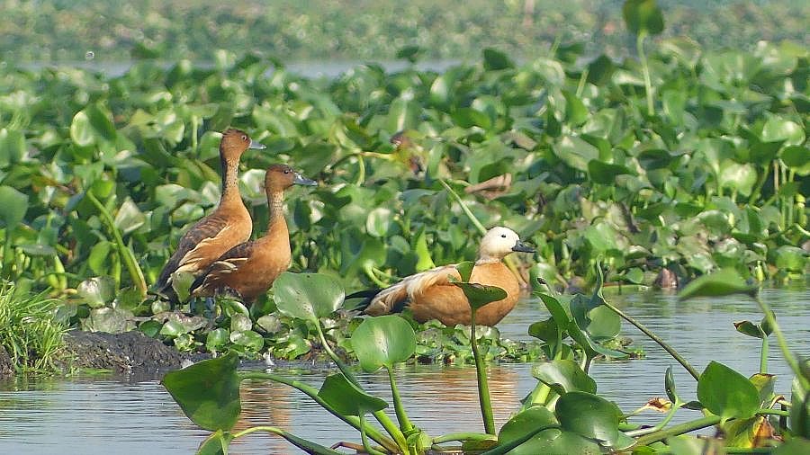 Rostg&auml;nse in Maguri Beel - Fauna in Indien