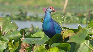 Blaues Sumpfhuhn in Maguri Beel - Fauna in Indien