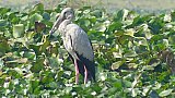 Storch in Maguri Beel - Fauna in Indien