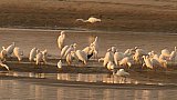 Reiher am Bramaputra im Assam - Fauna in Indien