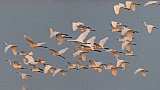 Vogelschar &uuml;ber dem Brahmaputra in Assam - Fauna in Indien