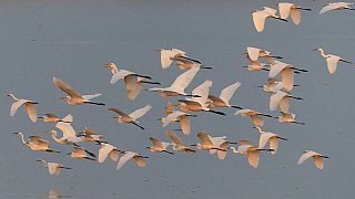 Vogelschar &uuml;ber dem Brahmaputra in Assam - Fauna in Indien