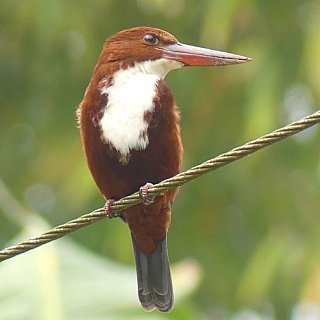 Kingfisher auf Majuli Island in Assam - Fauna in Indien