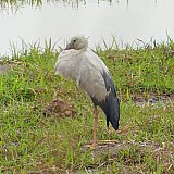 Storch auf Majuli Island in Assam - Fauna in Indien
