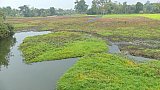 Idyllische Landschaft auf Majuli Island - Indien - Assam - Land und Leute